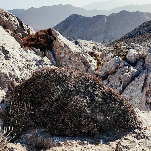 Teucrium marum 'Monte Albo' - Germandrée maritime compacte