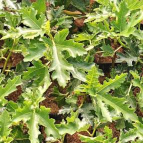 Figuier Ice Crystal - Ficus carica en pot anti-chignon