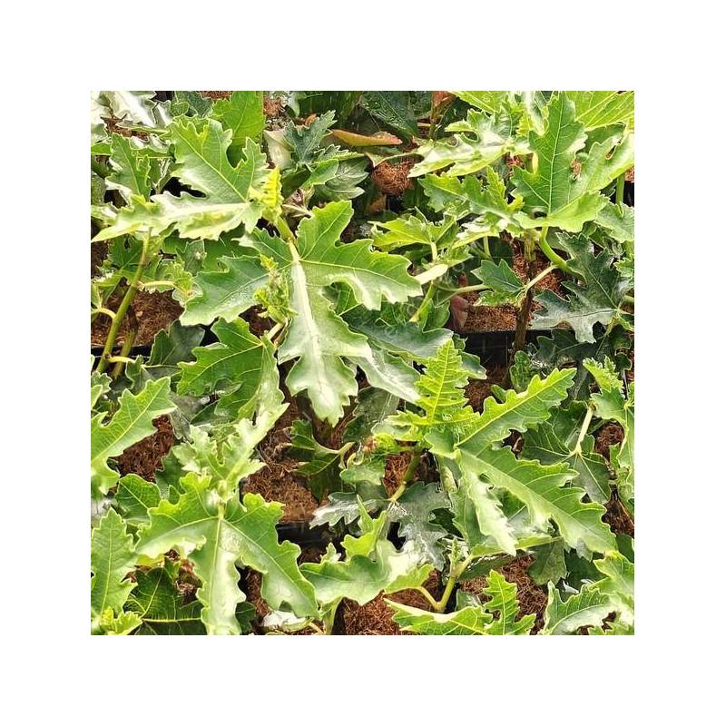 Figuier Ice Crystal - Ficus carica en pot anti-chignon