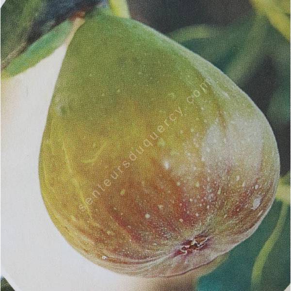 Figuier 'Terza' - Ficus carica
