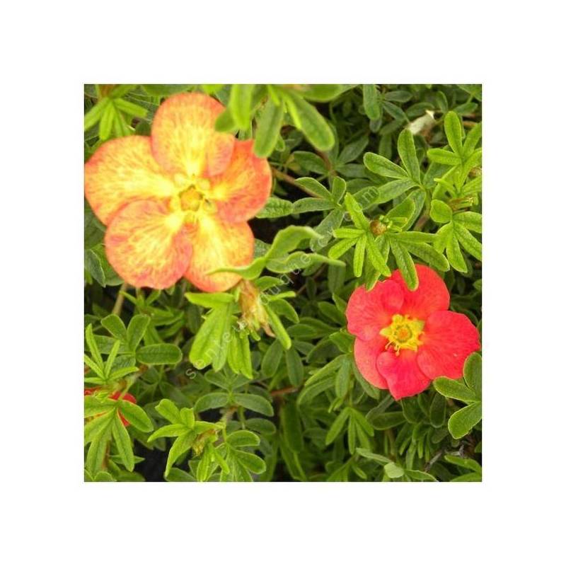 Fleur rouge orangé de la Potentille fruticosa Red Ace