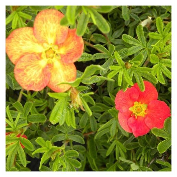 Fleur rouge orangé de la Potentille fruticosa Red Ace