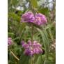 Phlomis herba-venti - Sauge de Jérusalem herbe au vent