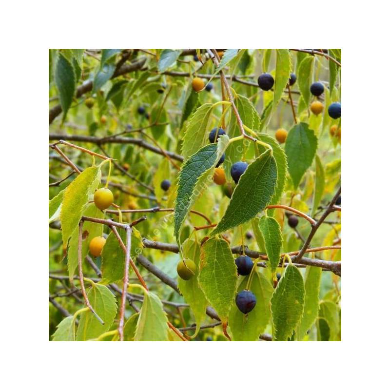 Feuillage et fruit de Celtis australis Micocoulier de Provence