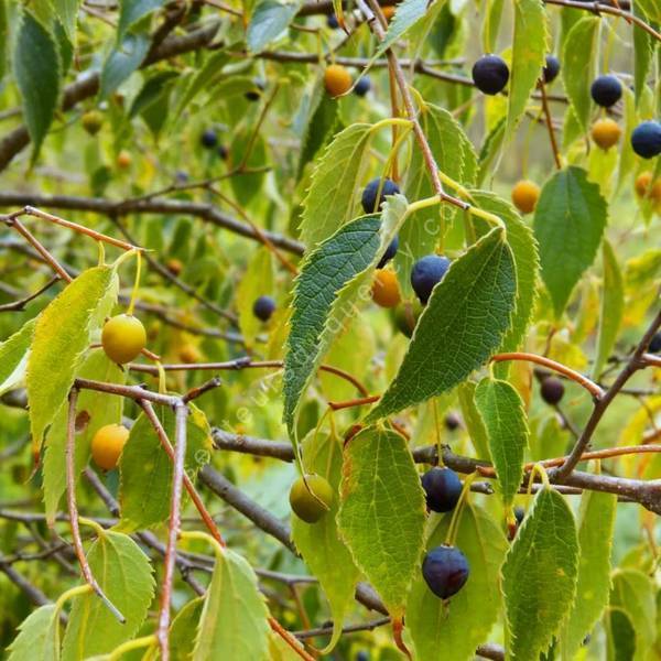 Feuillage et fruit de Celtis australis Micocoulier de Provence
