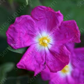 Cistus x argenteus 'Blushing Peggy Sammons'