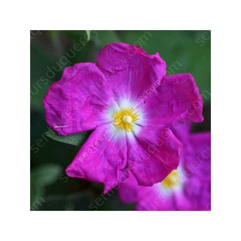 Cistus x argenteus 'Blushing Peggy Sammons'