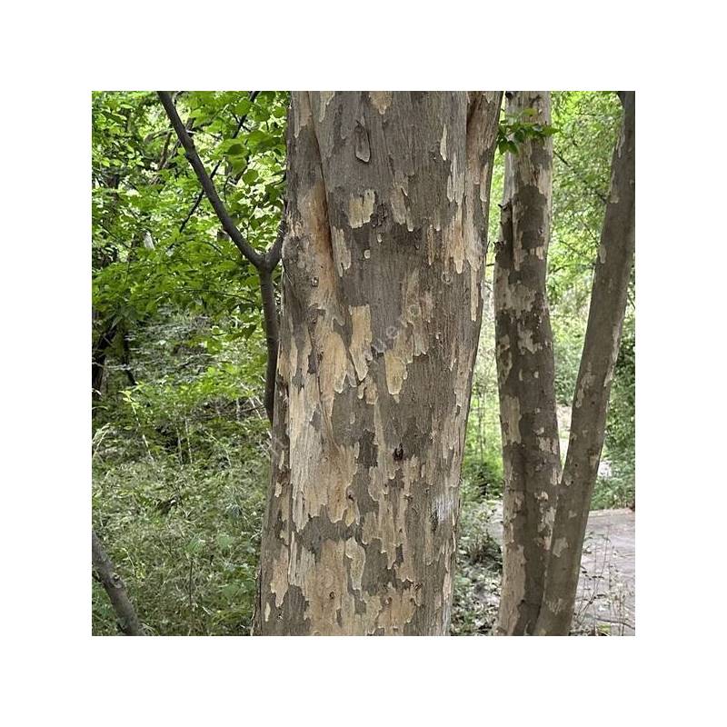 Détail de l'écorce exfoliante du Santal Bleu