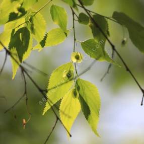 Feuillage automnal jaune du Pteroceltis tatarinowii dans la pépinière Senteurs du Quercy