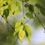 Feuillage automnal jaune du Pteroceltis tatarinowii dans la pépinière Senteurs du Quercy