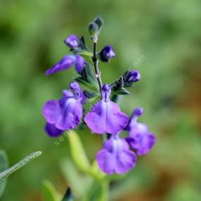 Salvia 'Fannette' - Sauge arbustive violet lavande clair