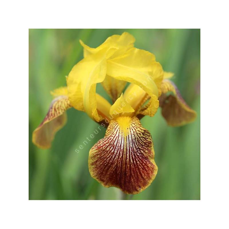 Iris variegata