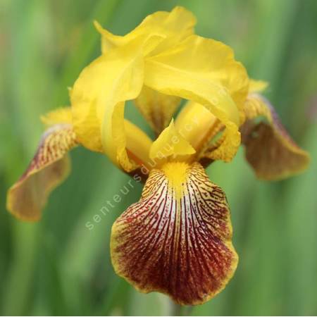 Iris variegata