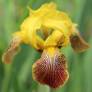 Iris variegata