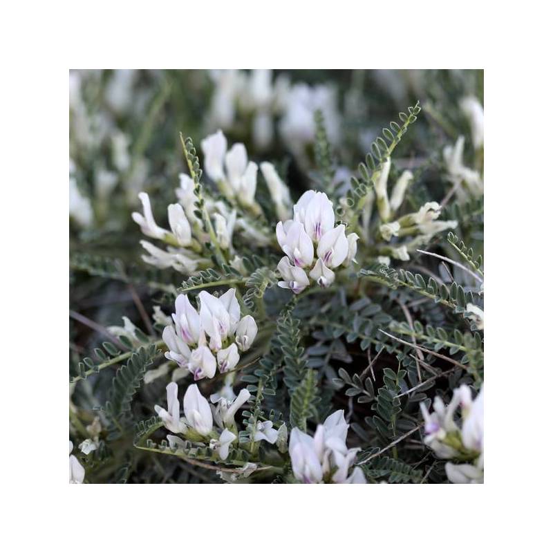 Astragalus 'Escamps' - Astragale épineuse