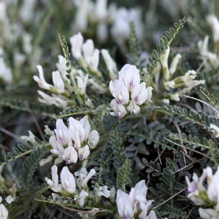 Astragalus 'Escamps' - Astragale épineuse