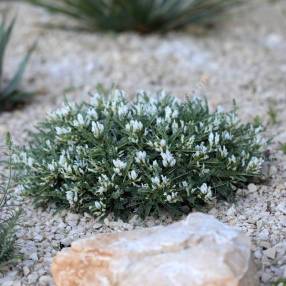 Astragalus 'Escamps' - Astragale épineuse