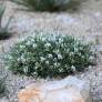 Astragalus 'Escamps' - Astragale épineuse