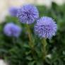 Globularia trichosantha - Globulaire drageonnante