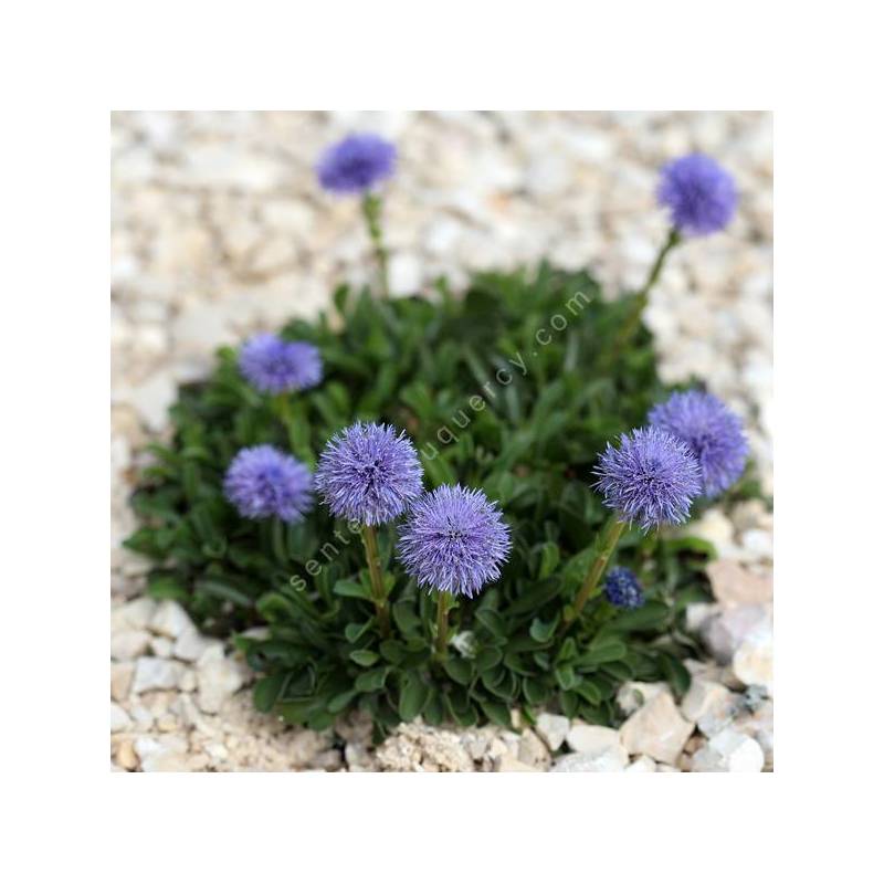 Globularia trichosantha - Globulaire drageonnante