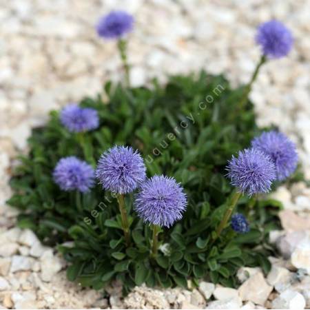Globularia trichosantha - Globulaire drageonnante