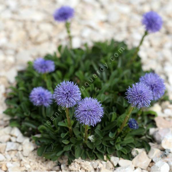 Globularia trichosantha - Globulaire drageonnante