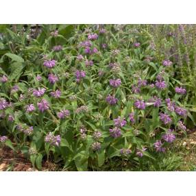 Phlomis herba-venti - Sauge de Jérusalem herbe au vent