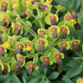 Euphorbia rigida - Euphorbe rigide