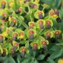 Euphorbia rigida - Euphorbe rigide