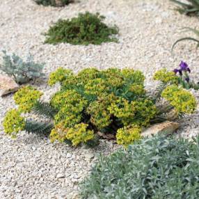 Euphorbia rigida - Euphorbe rigide
