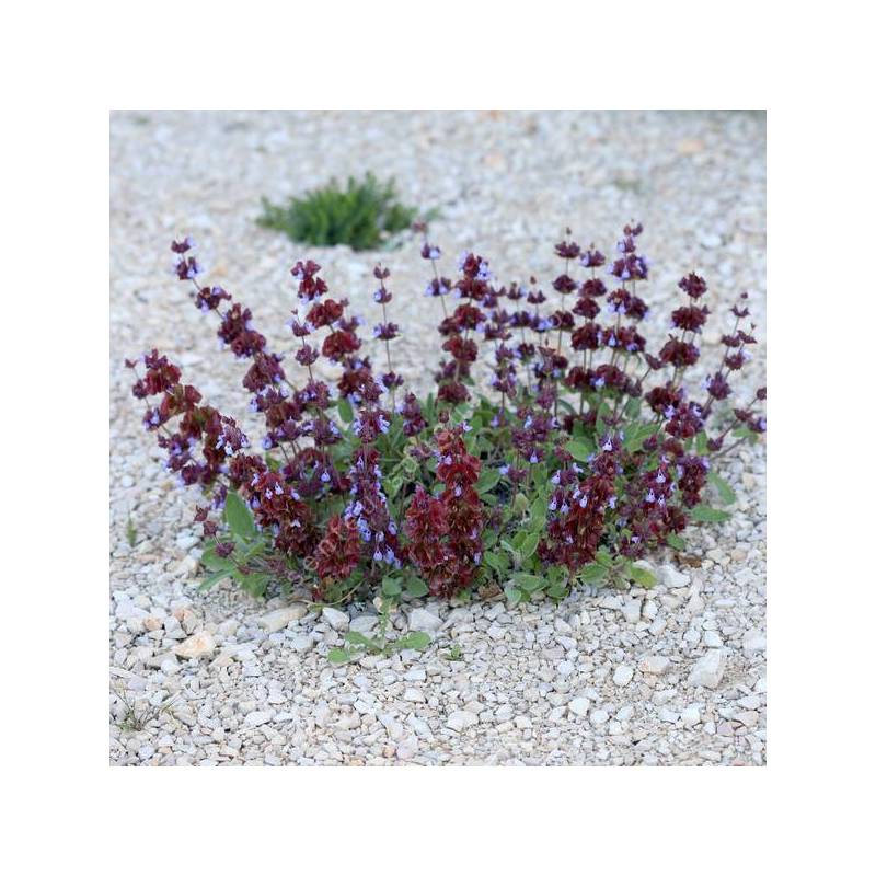 Salvia multicaulis - Sauge à nombreuses tiges