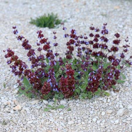 Salvia multicaulis - Sauge à nombreuses tiges