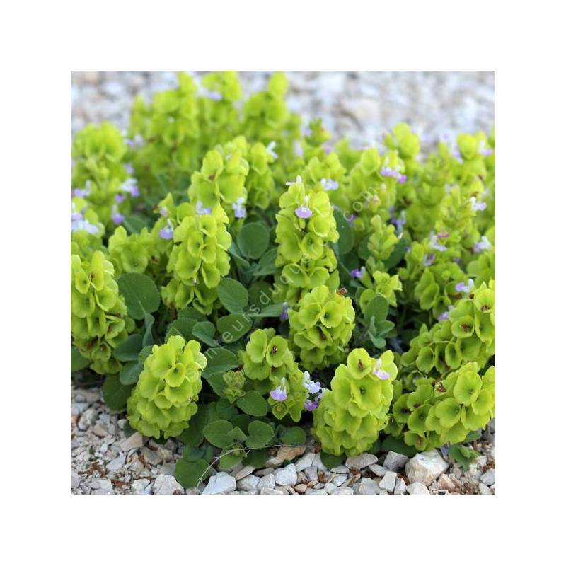 Salvia cryptantha - Sauge d'Anatolie