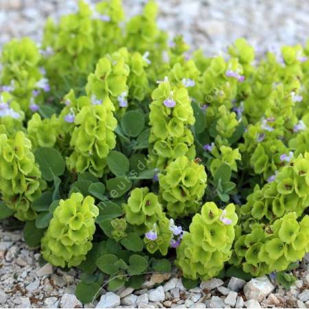 Salvia cryptantha - Sauge d'Anatolie