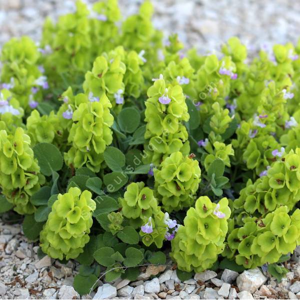 Salvia cryptantha - Sauge d'Anatolie