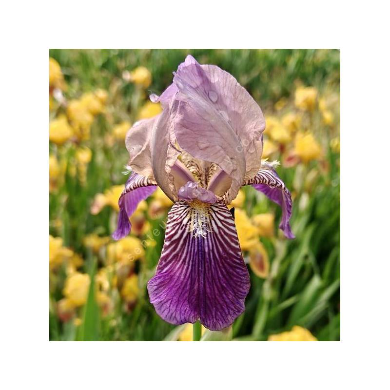Iris x sambucina