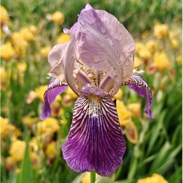 Iris x sambucina
