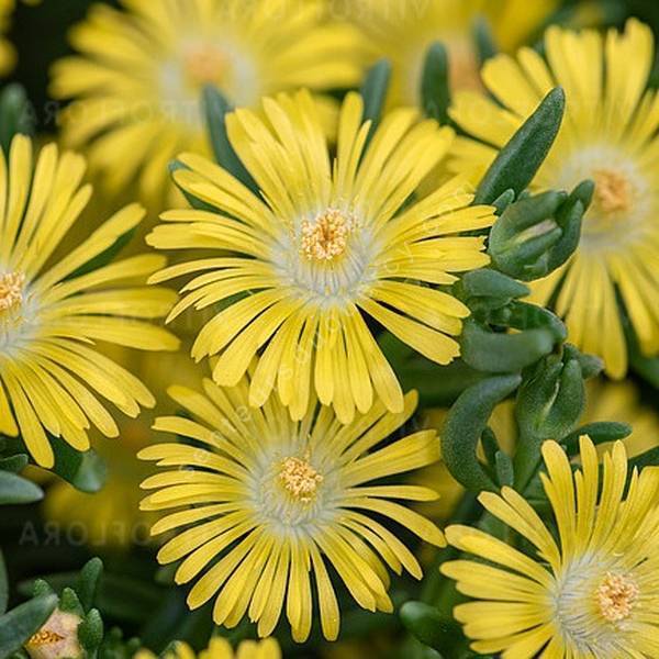 Delosperma 'Solstice Yellow' - Pourpier vivace jaune