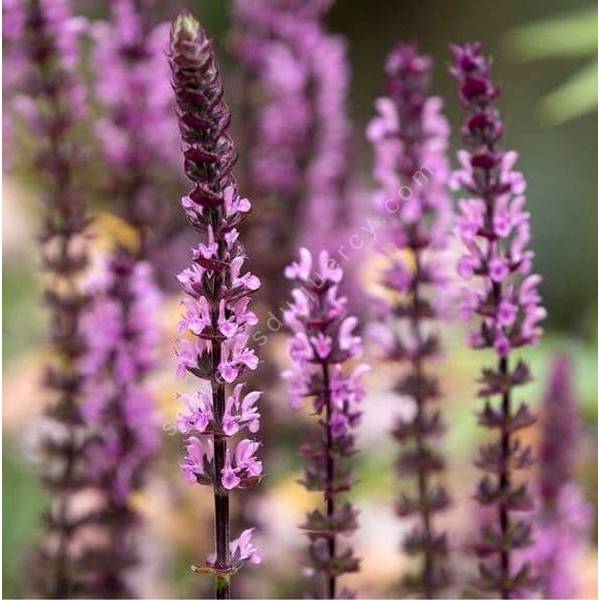 Salvia x sylvestris 'Caradonna Rose' - Sauge des bois rose