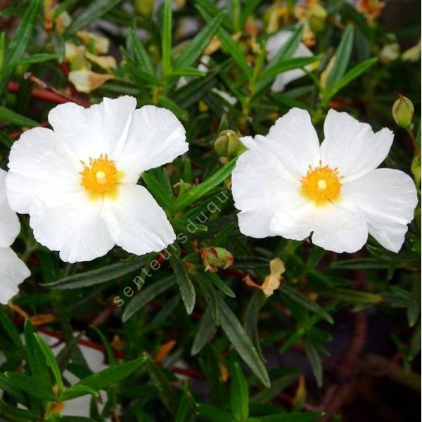 Cistus x lepidocalyx 'White Satin' - Ciste à feuille de romarin