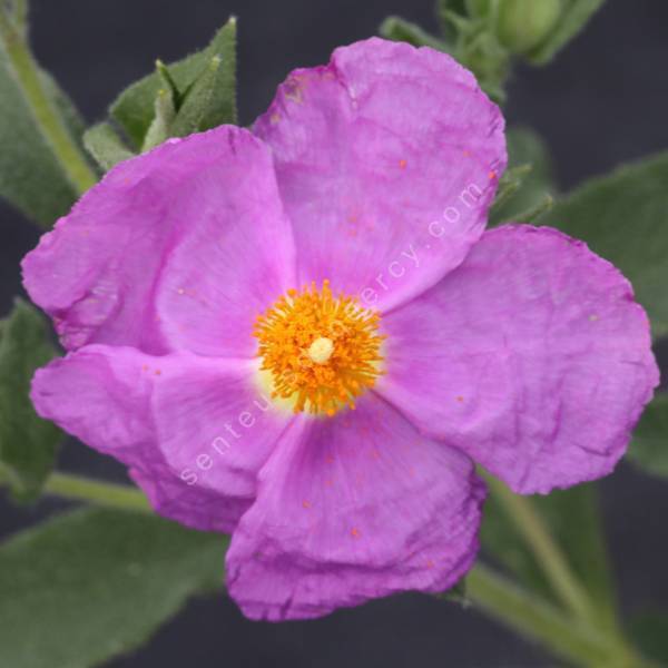 Cistus creticus 'Bali' - Ciste de Crète