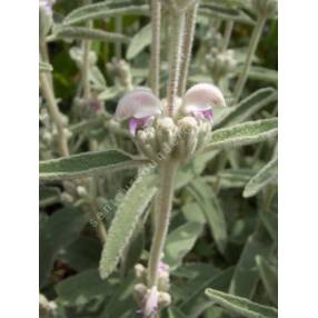 Phlomis italica - Sauge de Jérusalem