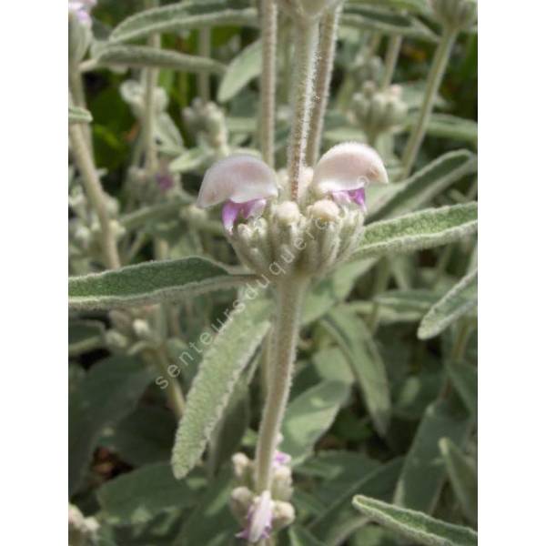 Phlomis italica