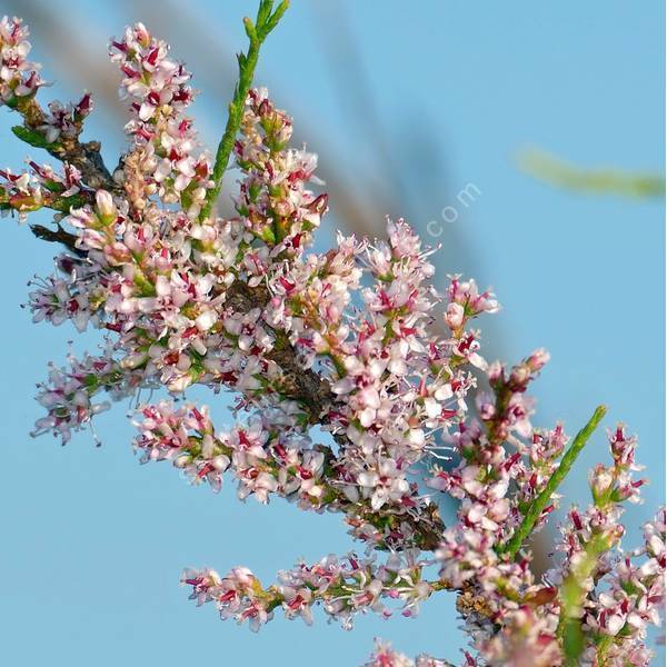 Tamarix tetrandra - Tamaris de printemps