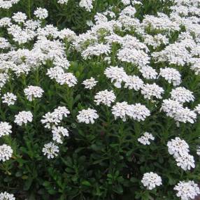 Fleurs blanches d'Iberis semperflorens en fleurs dans une rocaille ensoleillée.
