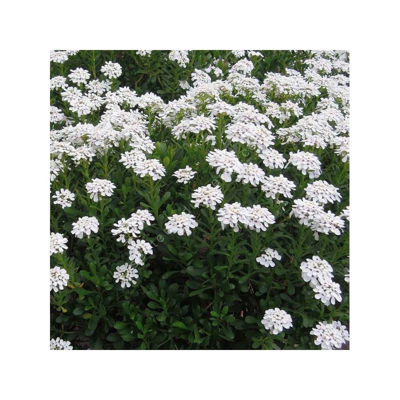 Fleurs blanches d'Iberis semperflorens en fleurs dans une rocaille ensoleillée.