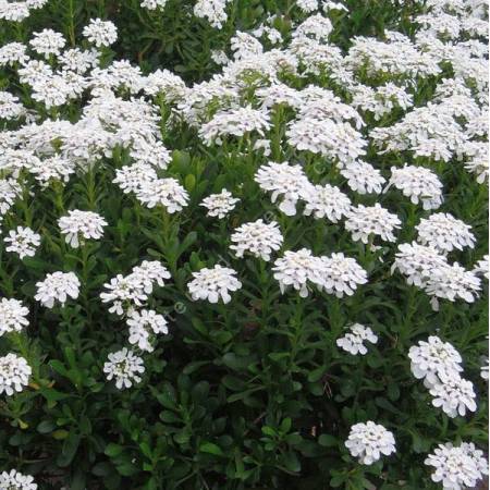 Fleurs blanches d'Iberis semperflorens en fleurs dans une rocaille ensoleillée.