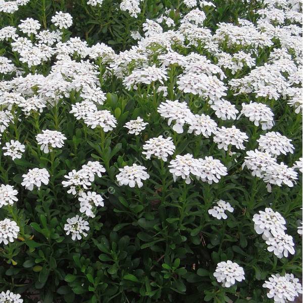 Fleurs blanches d'Iberis semperflorens en fleurs dans une rocaille ensoleillée.