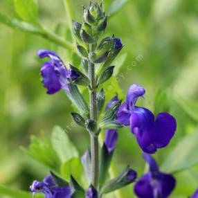 Salvia x jamensis Purple Queen, sauge arbustive aux fleurs bleu-violet en pot de 1,4 L