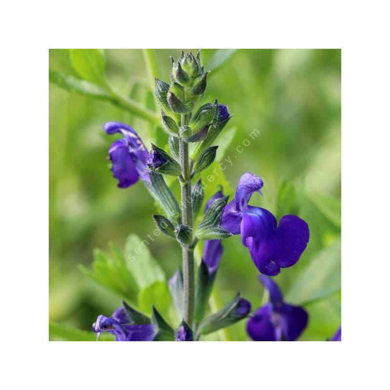 Salvia x jamensis Purple Queen, sauge arbustive aux fleurs bleu-violet en pot de 1,4 L